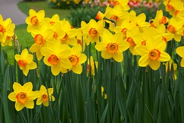 daffodil-flowers.jpg
